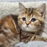 スコティッシュフォールド(立ち耳)