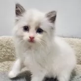 ラグドール【愛知県・女の子・2025年10月20日・ブルーポイントバイカラー】の写真3