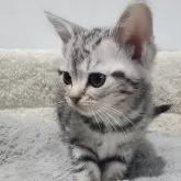 アメリカンショートヘア【愛知県・男の子・2025年10月7日・シルバーダビー】の写真3