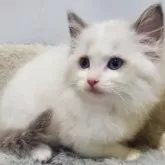 ラグドール【愛知県・女の子・2025年10月20日・ブルーポイントバイカラー】の写真4