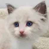 ラグドール【愛知県・女の子・2025年11月1日・ブルーポイントバイカラー】の写真5