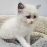 ラグドール【愛知県・女の子・2025年10月20日・ブルーポイントバイカラー】の写真5