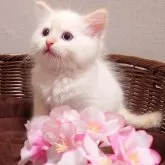 ラガマフィン【青森県・男の子・2023年1月13日・レッドタビー&ホワイトバン(ロング)】の写真1「この子は将来絶対イケメン君になりますよー😍」