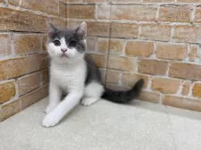 ブリティッシュショートヘア【兵庫県・男の子・2025年5月11日・ブルー&ホワイト】の写真3