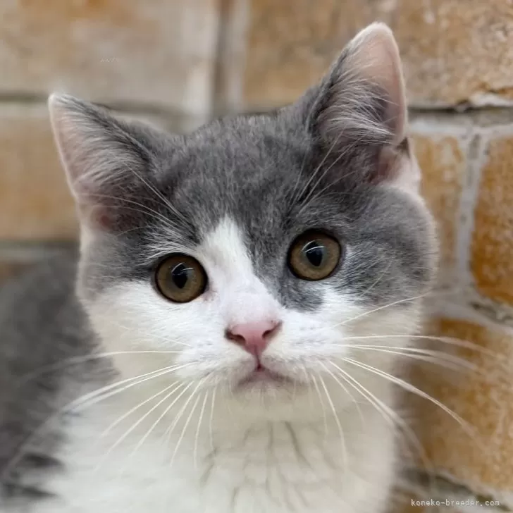 ID：2506-01699の子猫