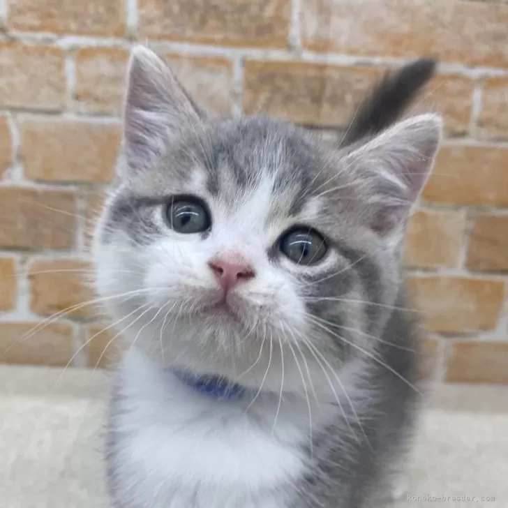 ID:2506-01702の子猫
