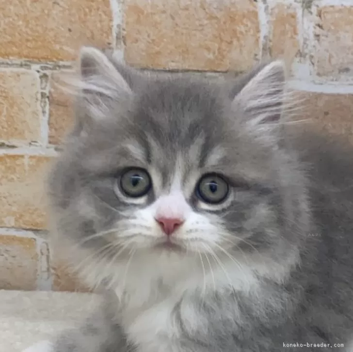 ID：2506-01700の子猫