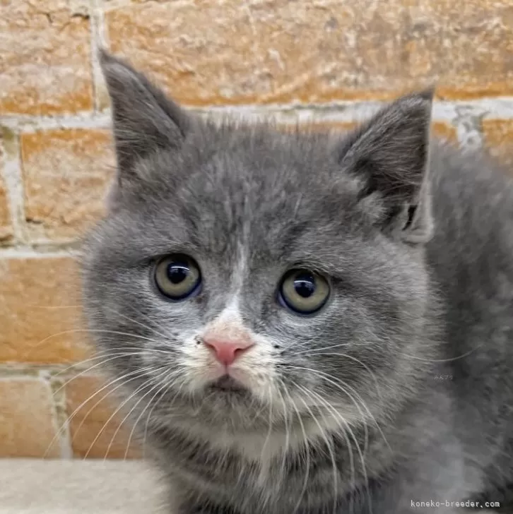 ID：2501-00503の子猫