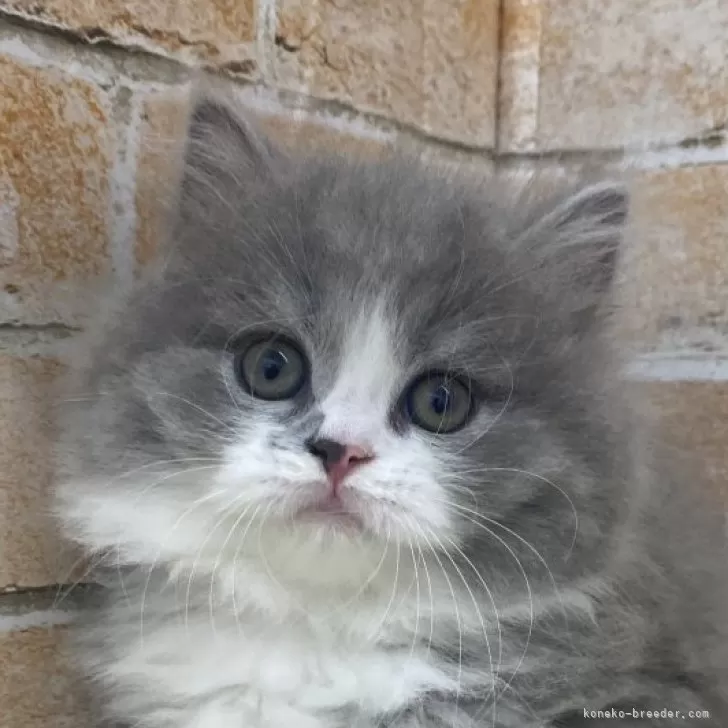 ID：2506-01706の子猫