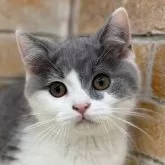 ブリティッシュショートヘア