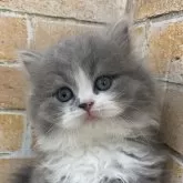 ブリティッシュロングヘア