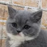 ブリティッシュショートヘア【兵庫県・男の子・2024年10月31日・ブルー&ホワイト】の写真1「パパ似です♡」