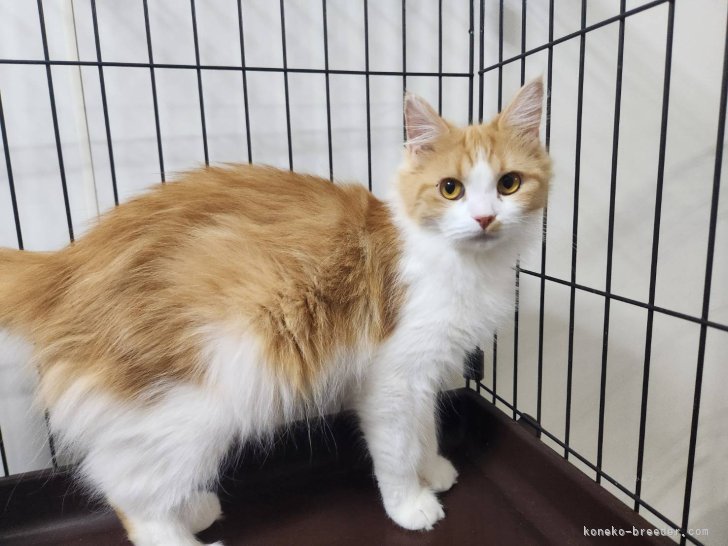 サイベリアン【・女の子・2024年3月16日・レッドタビー＆ホワイト】