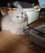 ブリティッシュ✖️スコティッシュ♪【兵庫県・男の子・2022年10月8日・クリームタビー】の写真2