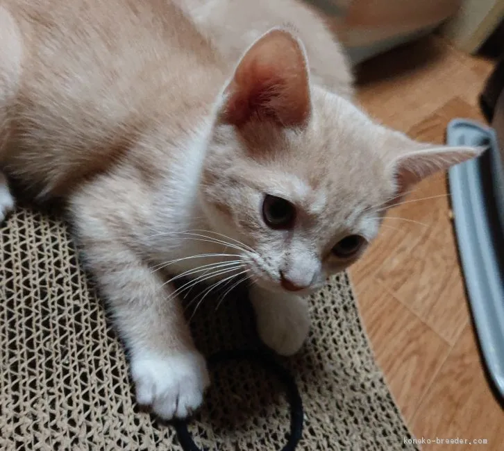 ID：2012-00410の子猫