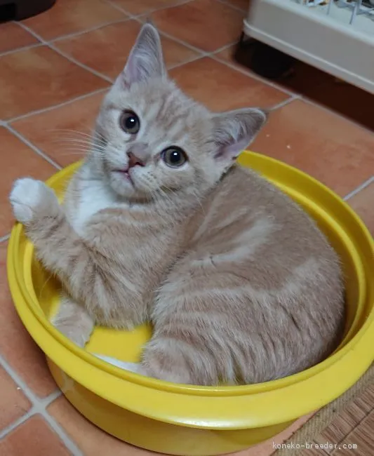 ID：2012-01196の子猫