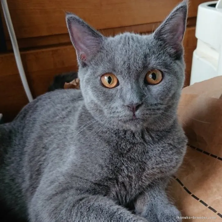 ID：2303-00237の子猫