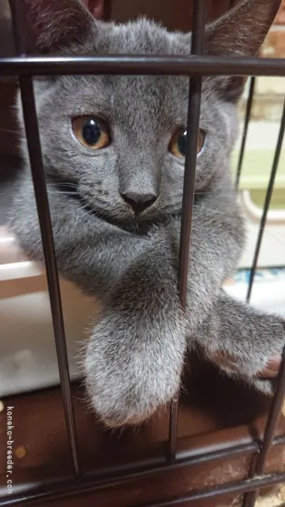 ID：2109-00301の子猫