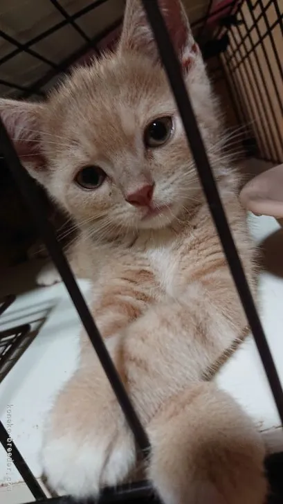 ID:2109-00317の子猫