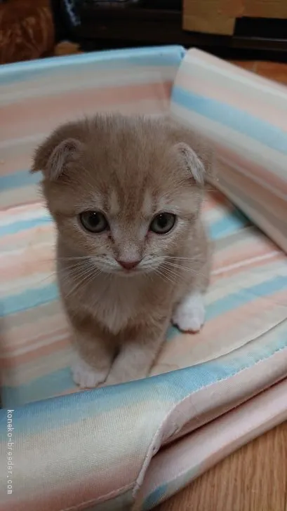 ID：2012-01194の子猫