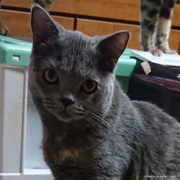 ID：2309-01074の子猫