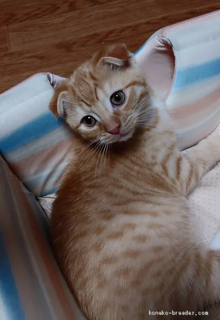 ID：2012-00409の子猫