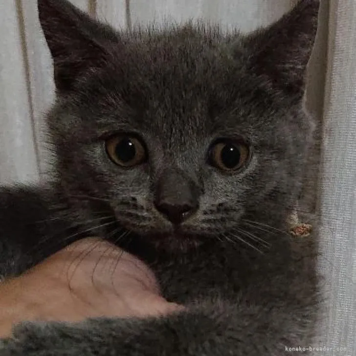 ID:2207-02487の子猫