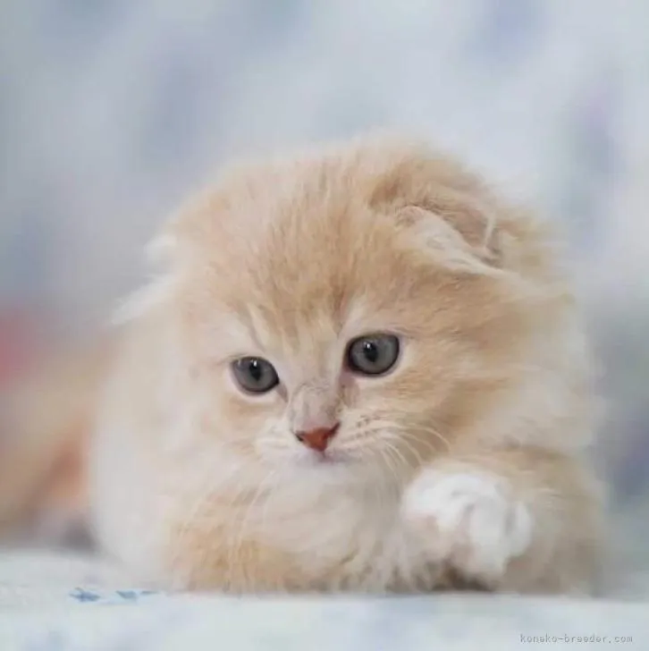 ID：2206-02089の子猫