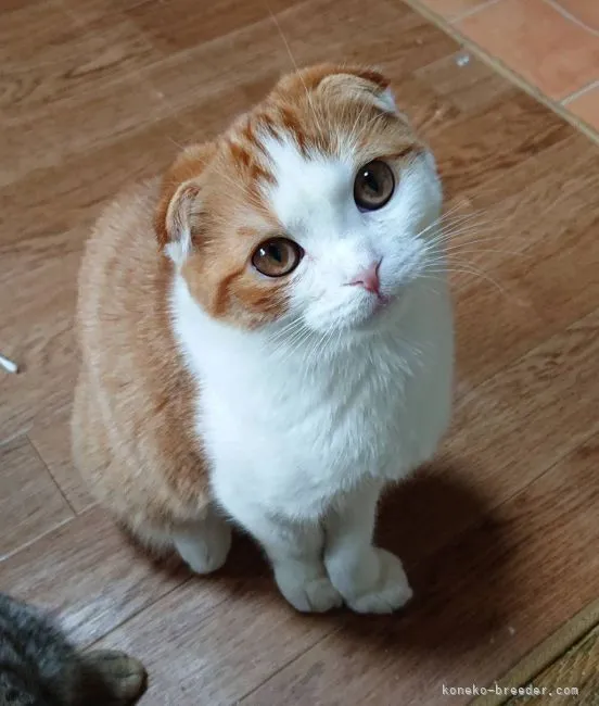 ID:2104-01788の子猫