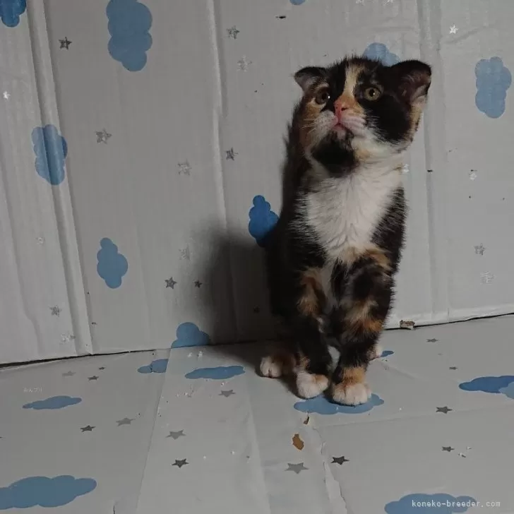 ID：2404-00609の子猫