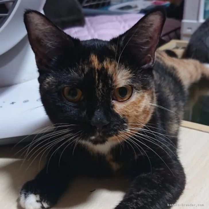 ID:2212-02095の子猫