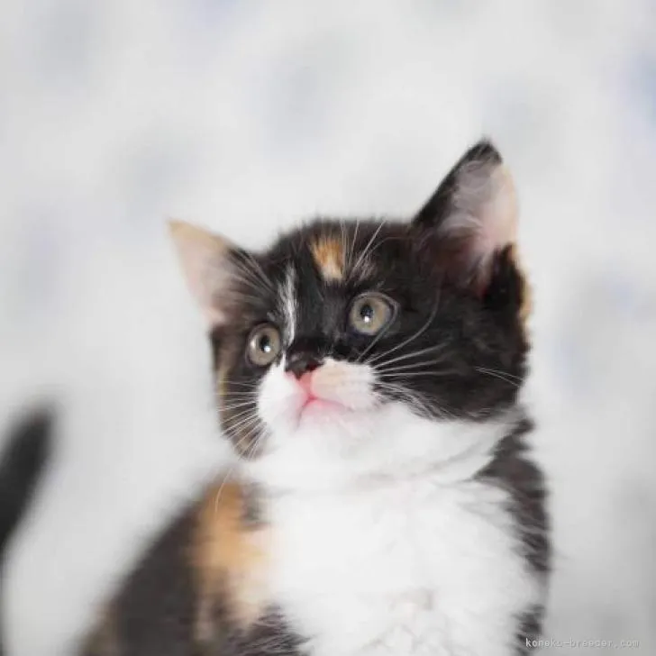 ID：2206-02094の子猫