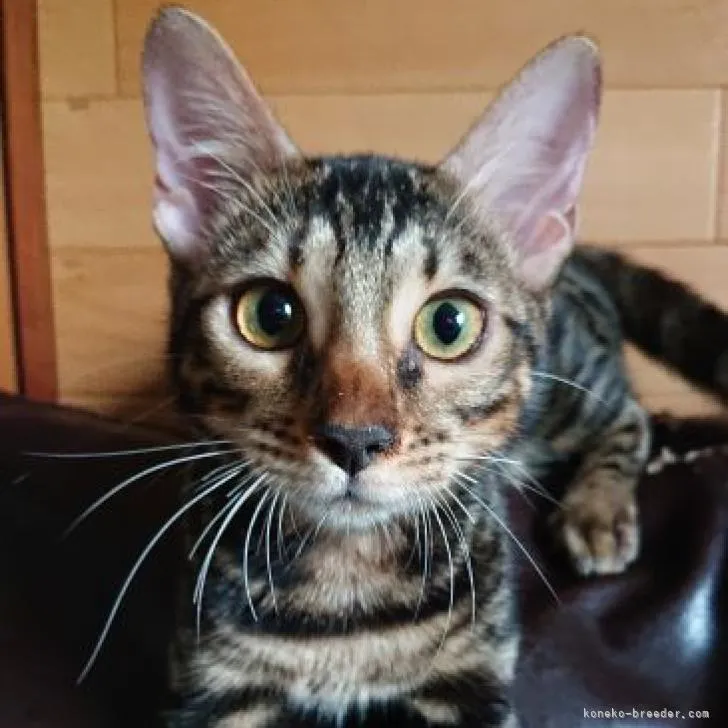 ID:2209-01735の子猫
