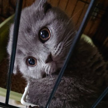 スコティッシュフォールド(折れ耳)【兵庫県・女の子・2024年1月15日・ブルー】の写真「限定価格🎵避妊後のお迎え可🎵甘えたちゃん🎵」