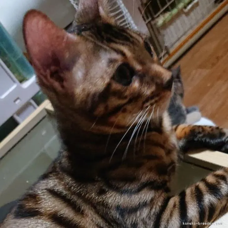 ID：2210-00947の子猫