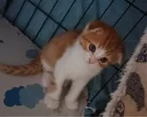 スコティッシュフォールド(折れ耳)【兵庫県・男の子・2023年11月26日・レッドタビー&ホワイト♪】の写真2