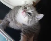 スコティッシュフォールド(立ち耳)【兵庫県・女の子・2023年8月2日・ダイリュートキャリコ】の写真2