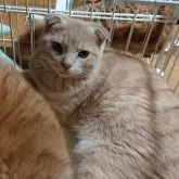 スコティッシュフォールド(折れ耳)【兵庫県・男の子・2025年5月25日・クリームタビー】の写真11