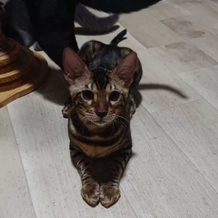 ベンガル【兵庫県・男の子・2025年6月21日・ブラウンスポテッドタビー】の写真1