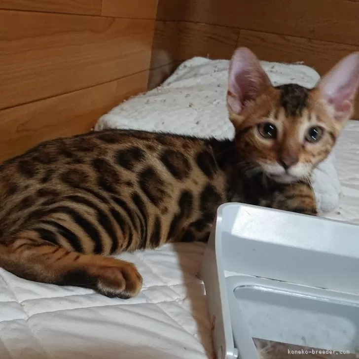 ベンガル【兵庫県・男の子・2025年6月21日・ブラウンスポテッドタビー】の写真1「ワイルドロゼットで男前✨」