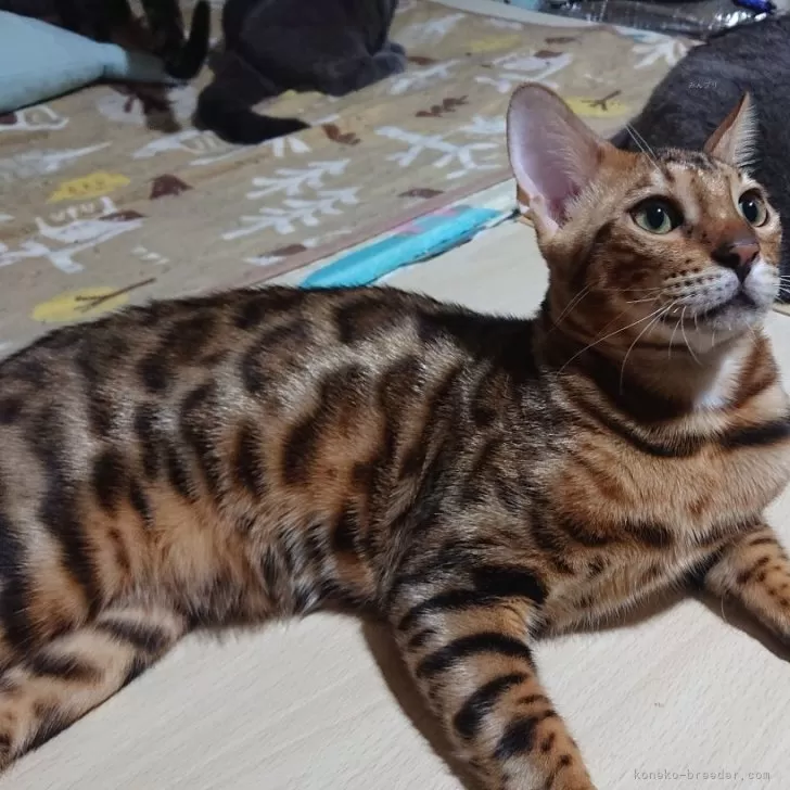 ベンガル【兵庫県・男の子・2025年6月21日・ブラウンスポテッドタビー】の写真1