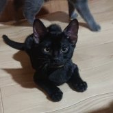 ベンガル