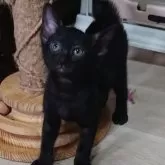 ベンガル