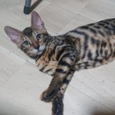 ベンガル