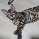 ベンガル