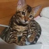 ベンガル
