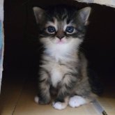 スコティッシュフォールド(立ち耳)