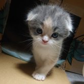 スコティッシュフォールド(折れ耳)