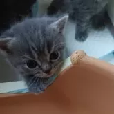 スコティッシュフォールド(立ち耳)【兵庫県・女の子・2026年2月21日・ブルータビー】の写真4