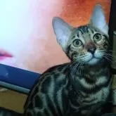 ベンガル【兵庫県・女の子・2025年6月21日・ブラウンスポテッドタビー(ロゼット)】の写真7